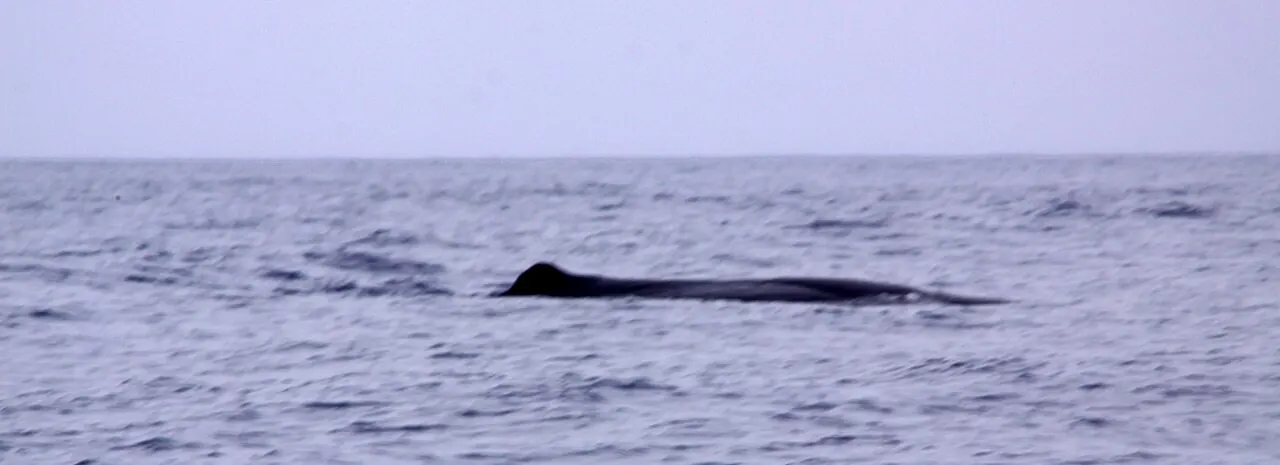 A sperm whale at the surface off the Azores