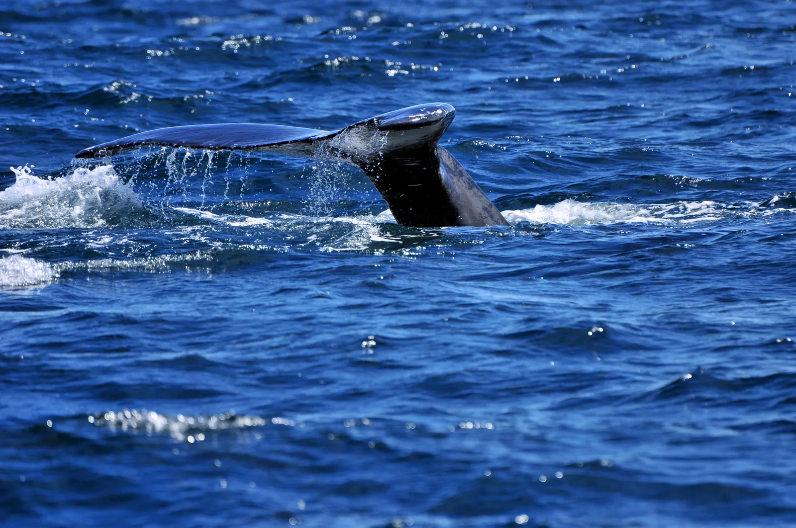 A humpback whale's tail off the Azores