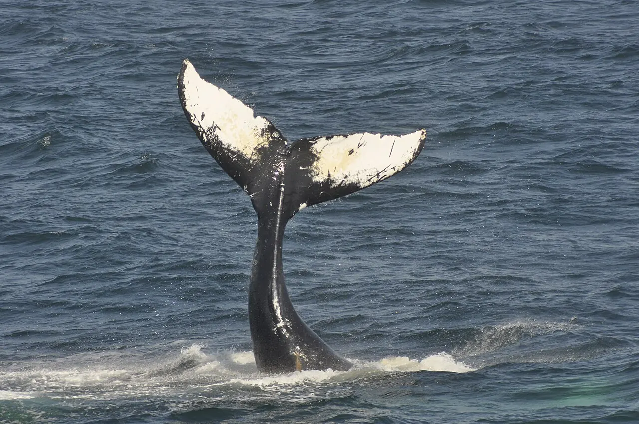 A humpback whale's tail off Bar Harbor, Maine