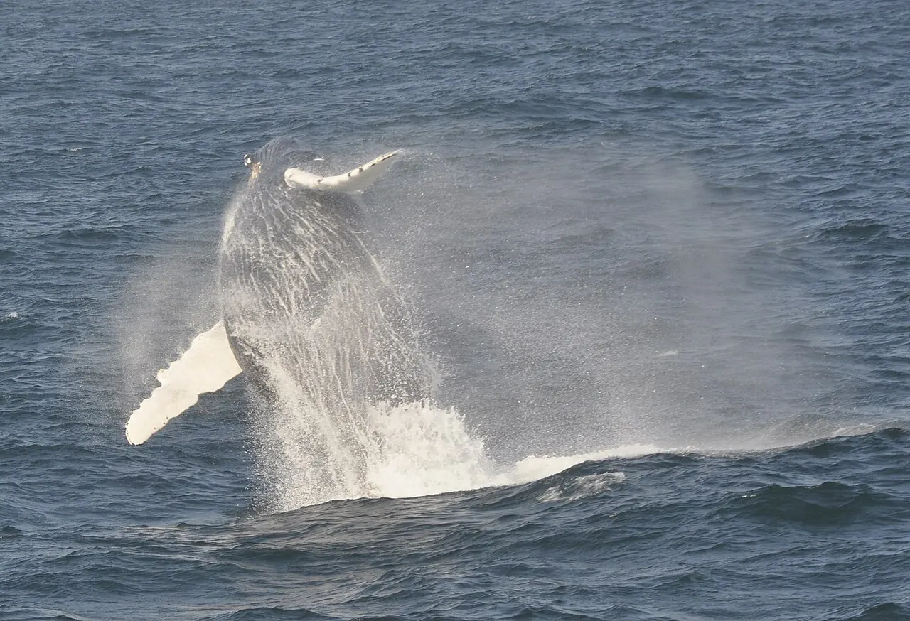 A humpback whale breaching off Bar Harbor