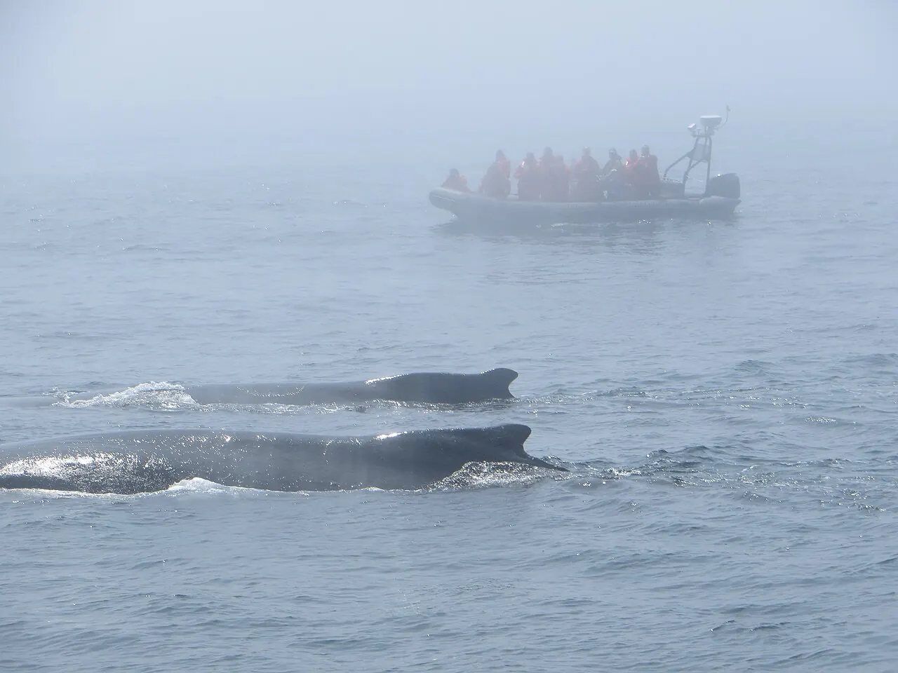 Humpback whales surfacing in fog in the Bay of Fundy