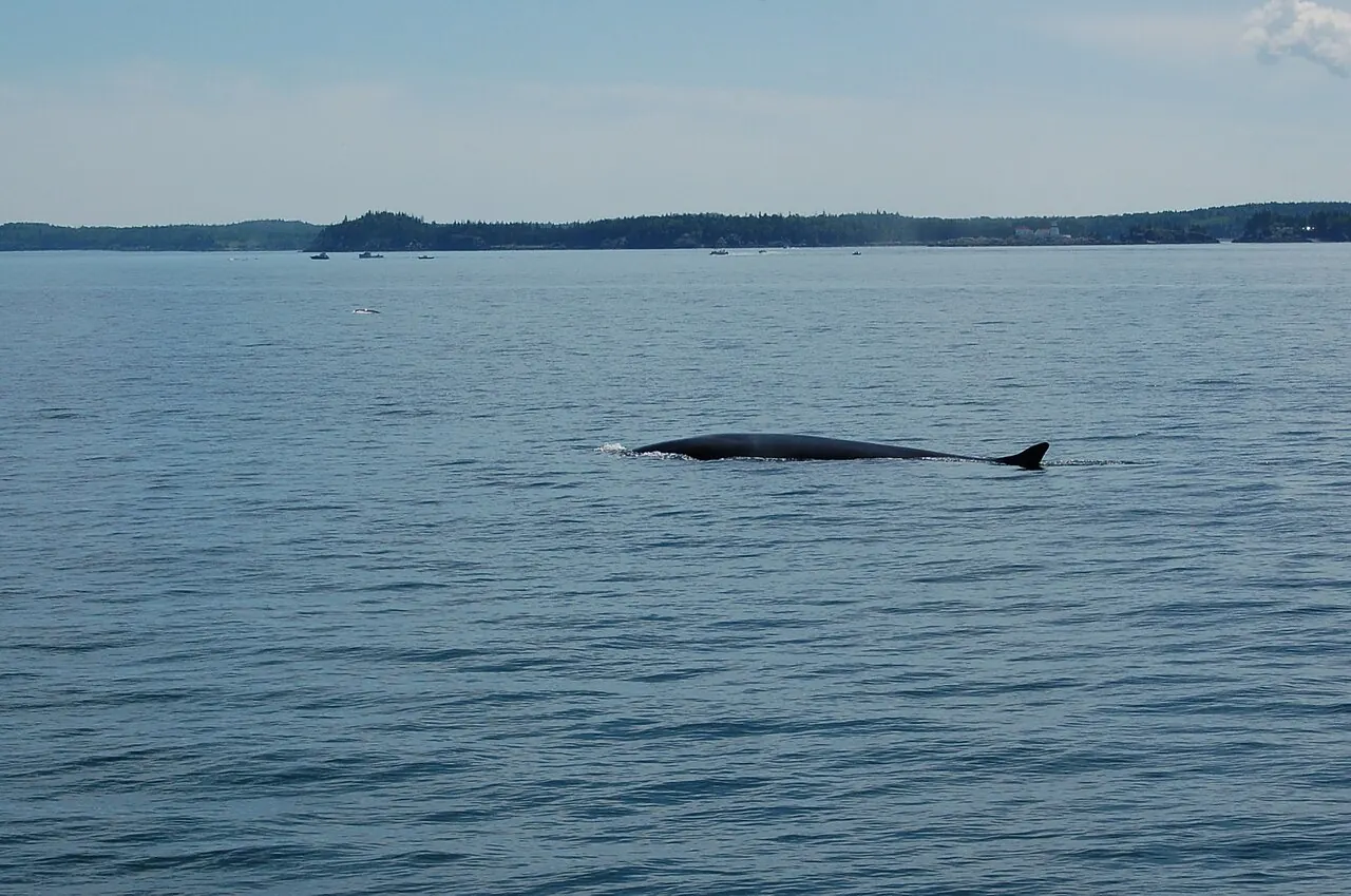 A whale surfacing in the Bay of Fundy