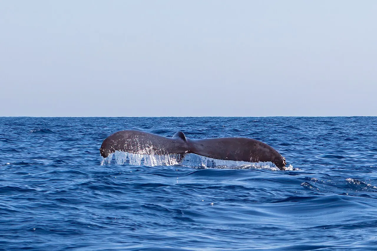 A humpback whale's tail off Cabo San Lucas