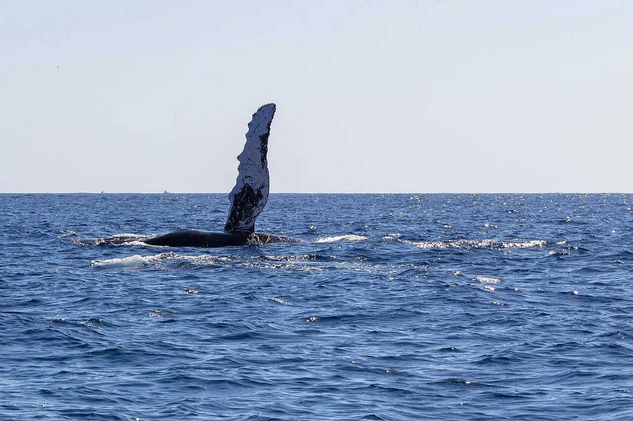 A humpback whale raising a pectoral fin off Cabo San Lucas