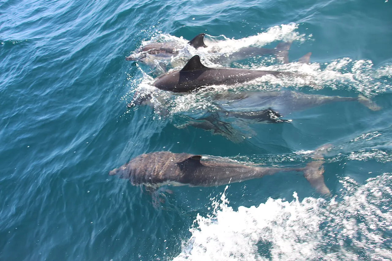 Common dolphins swimming off Dana Point
