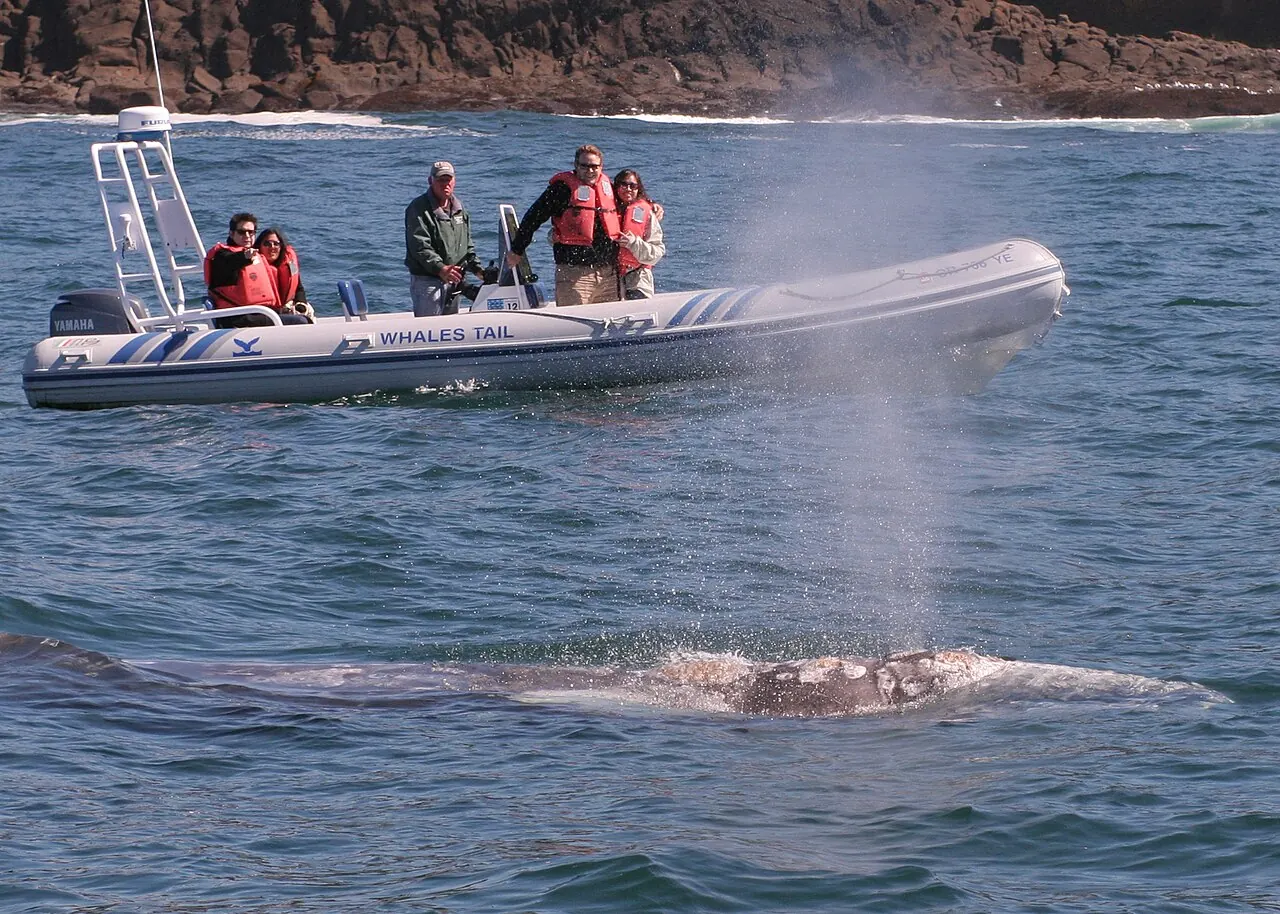 A gray whale surfacing beside a whale watching boat at Depoe Bay