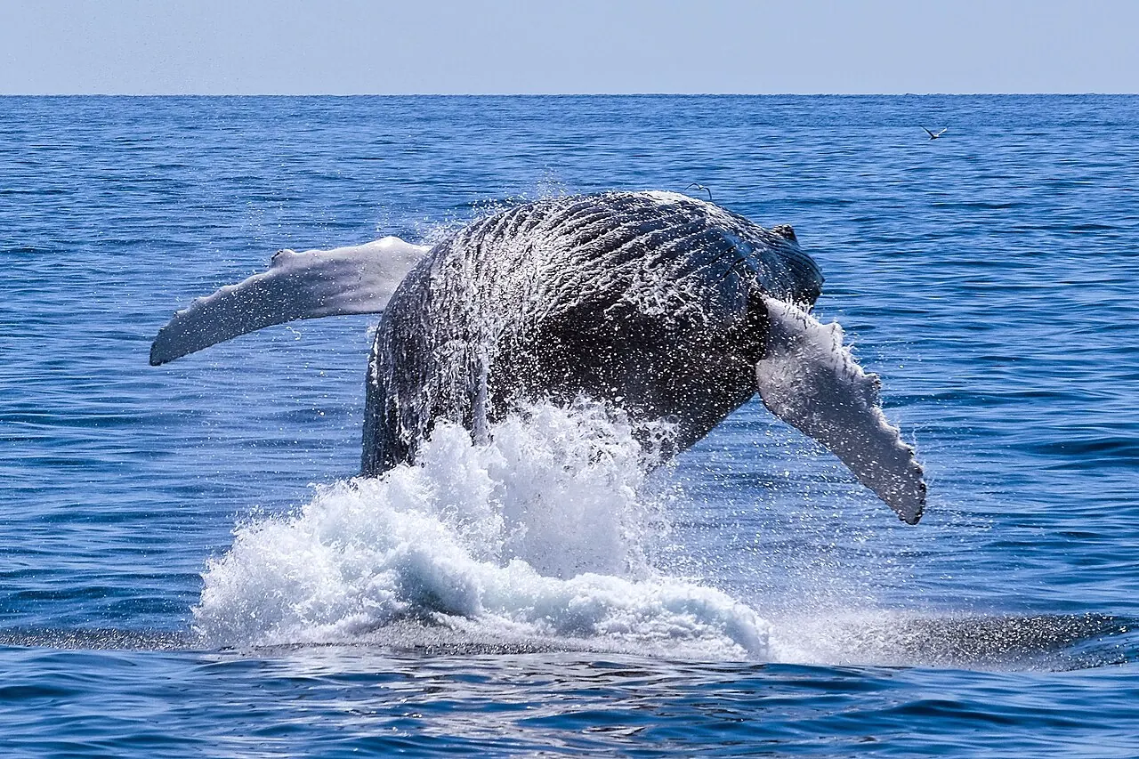A humpback whale breaching on a whale watch out of Gloucester