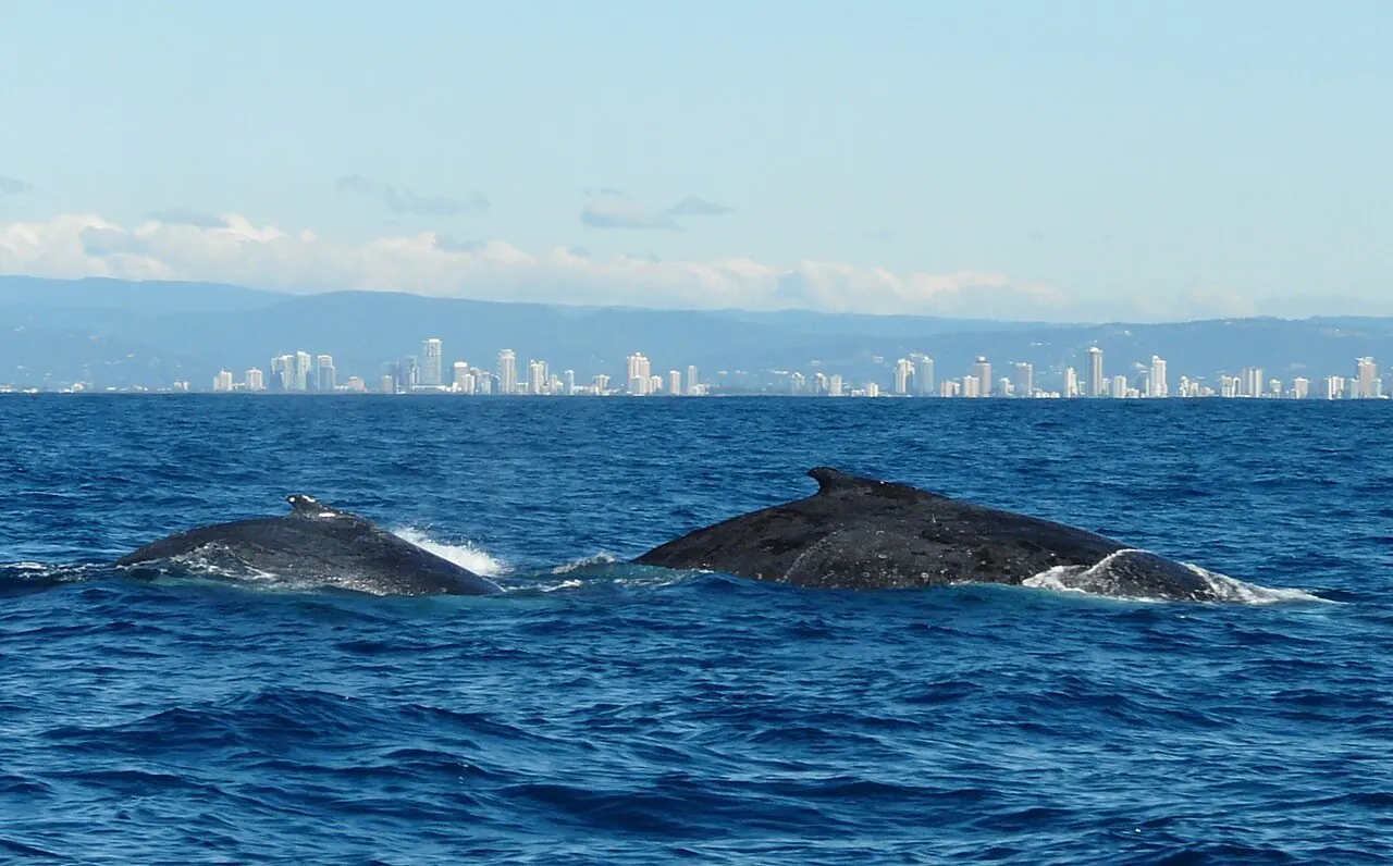 Humpback whales off the Gold Coast with the city skyline behind