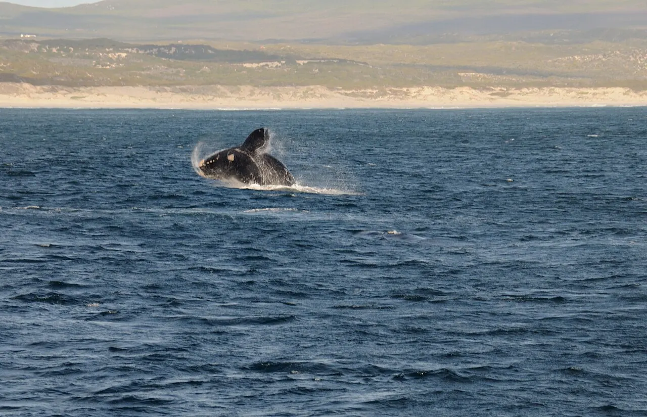 A southern right whale breaching near Hermanus