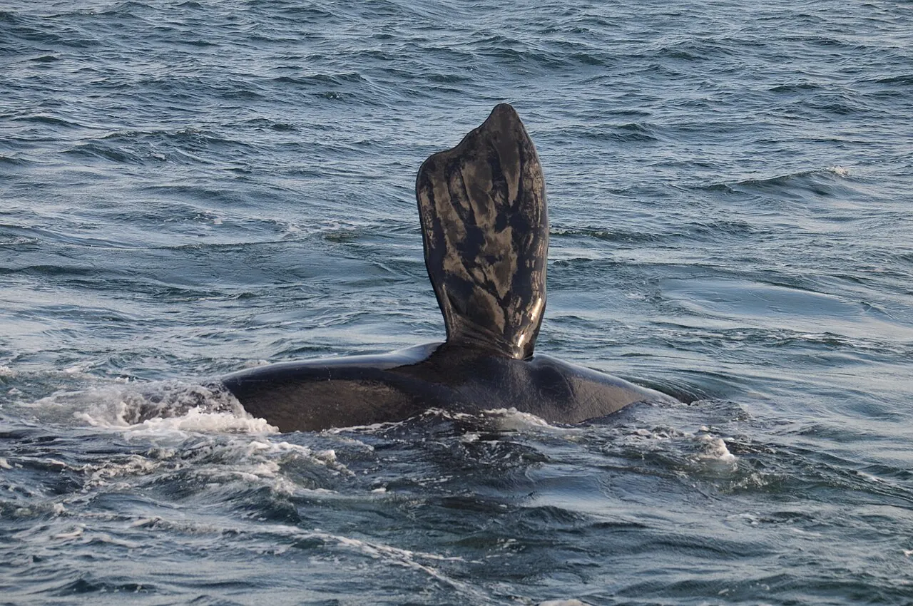 A southern right whale showing its tail near Hermanus