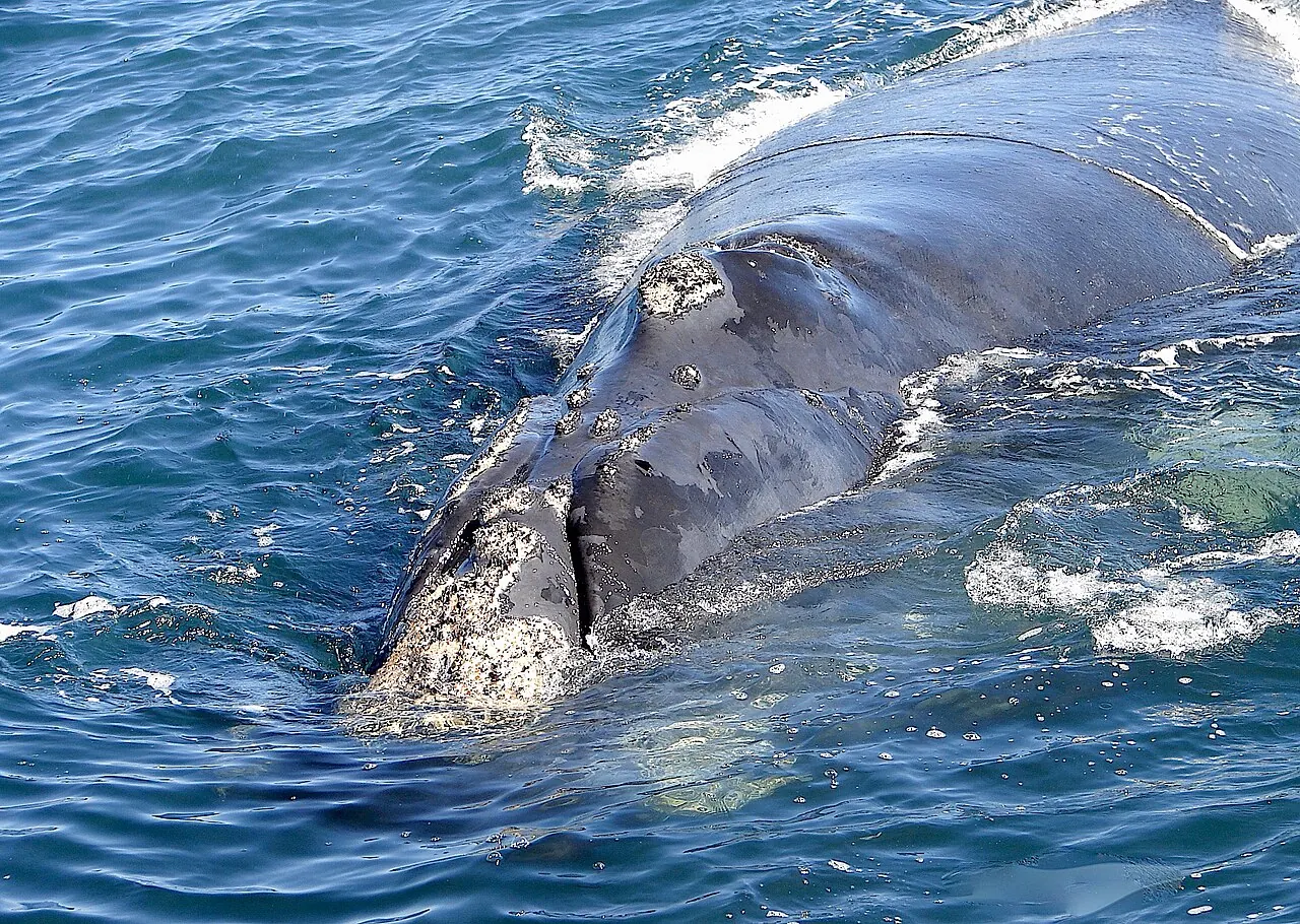 A southern right whale in Walker Bay
