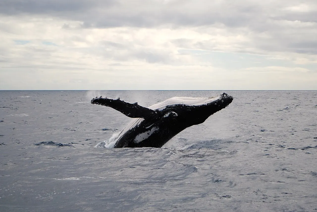 A humpback whale breaching off Fraser Island