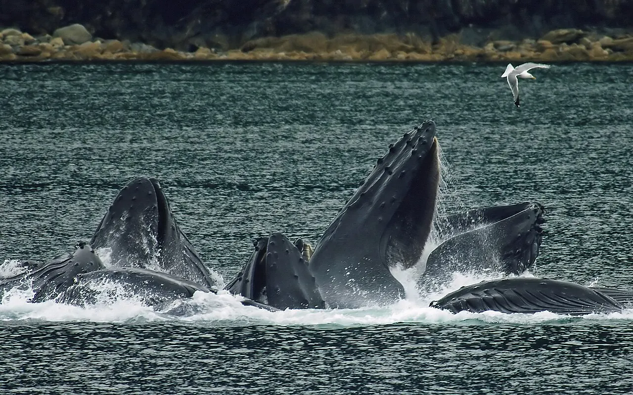 Humpback whales bubble-net feeding near Juneau