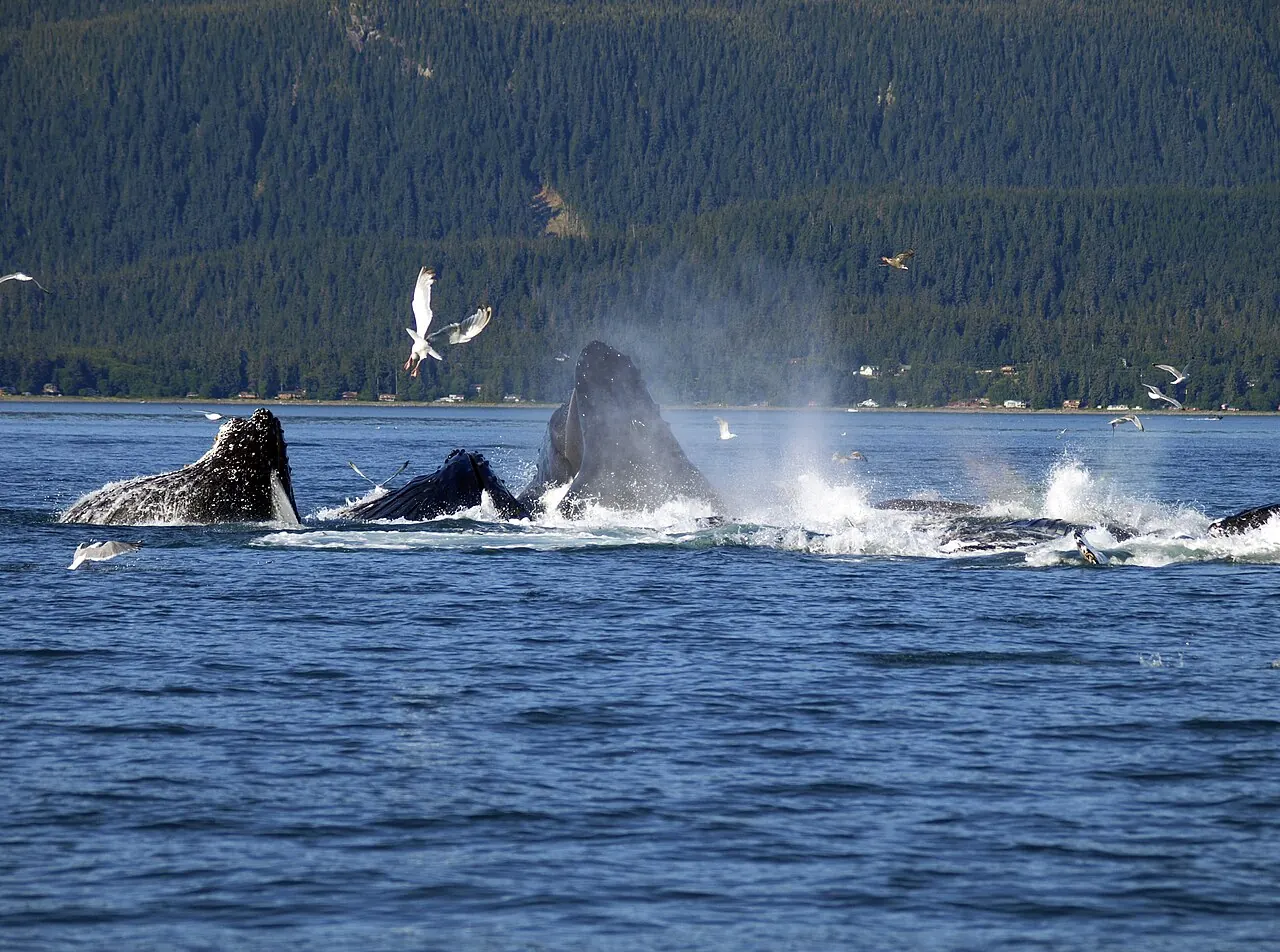 Humpback whales surfacing together while feeding near Juneau
