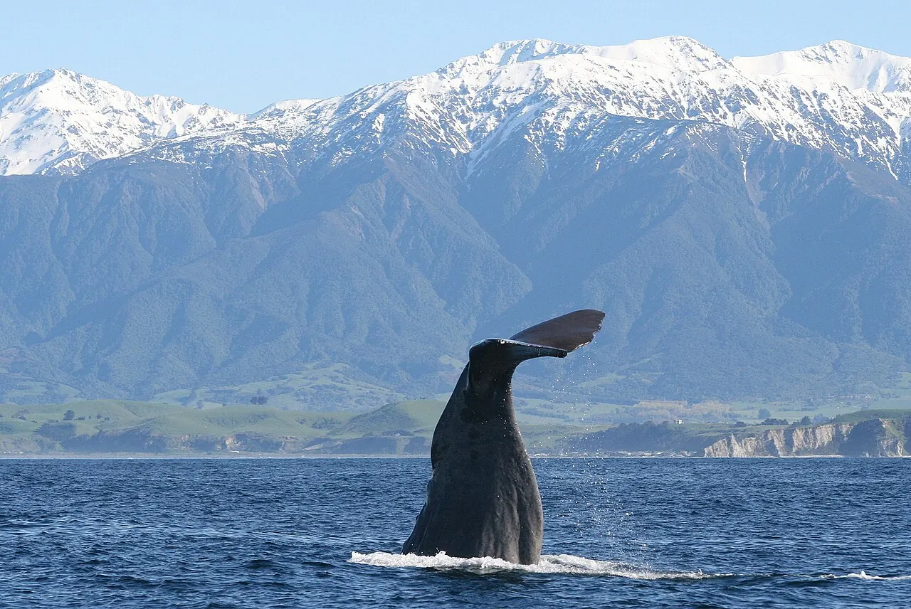A sperm whale diving near Kaikoura with the mountains behind