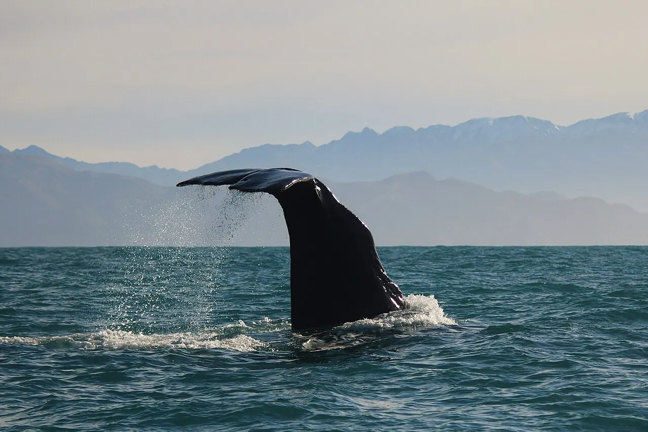 A sperm whale diving off Kaikoura