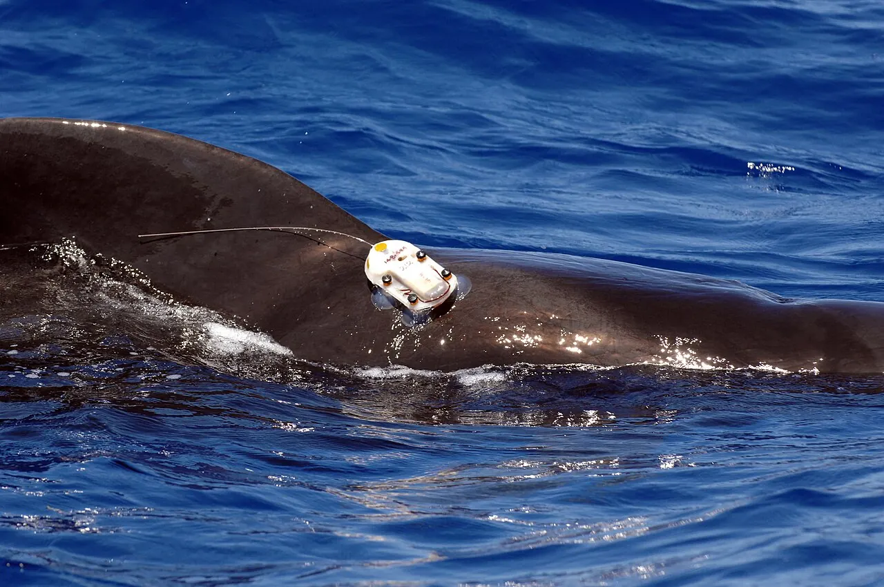 A short-finned pilot whale carrying a research tag off the Kona coast