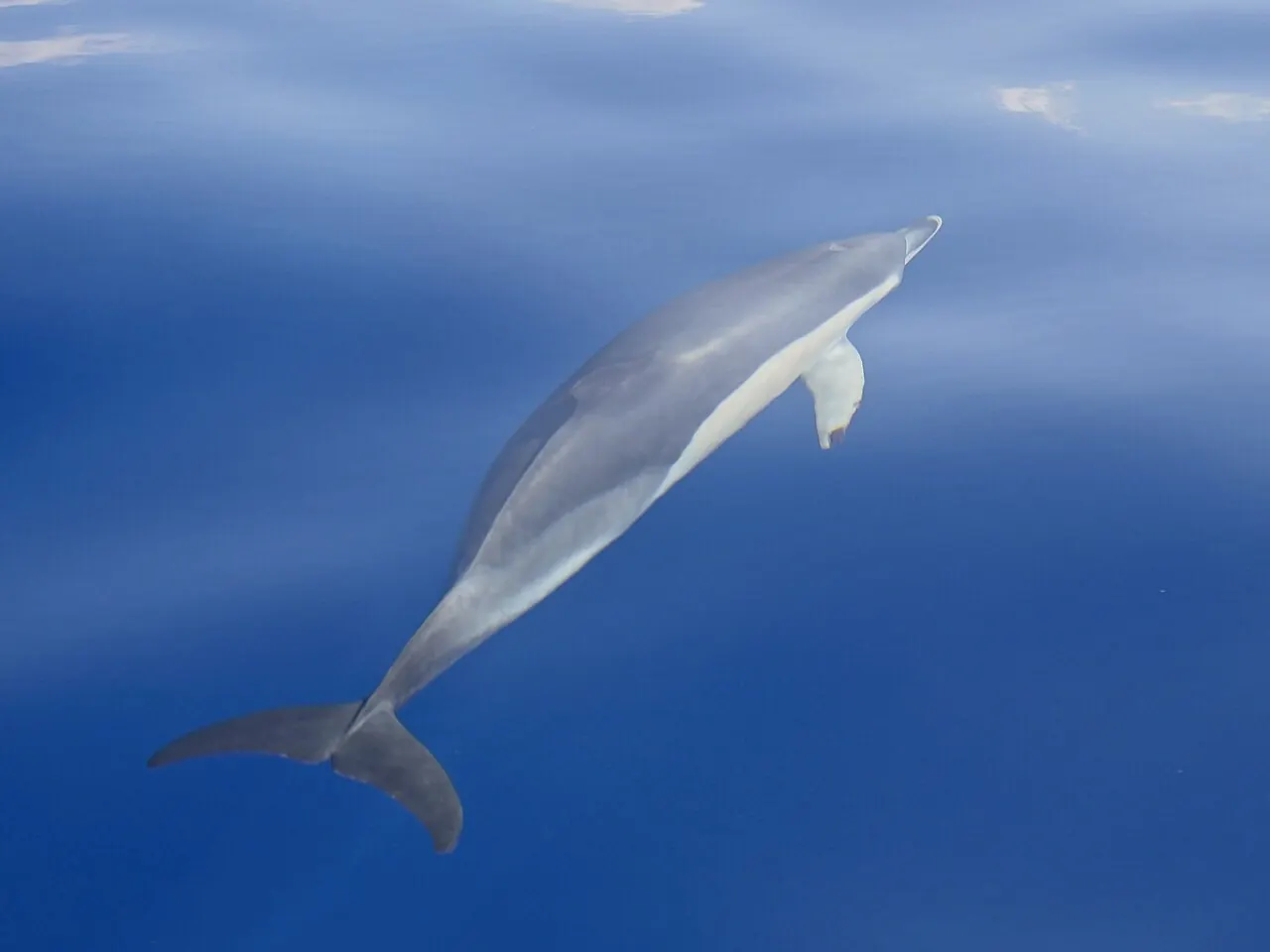 A dolphin leaping off Madeira