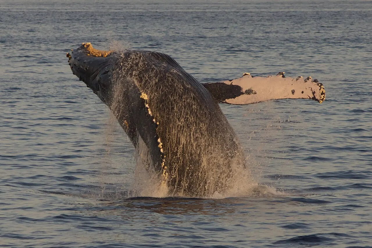 A humpback whale breaching off the coast of Maui