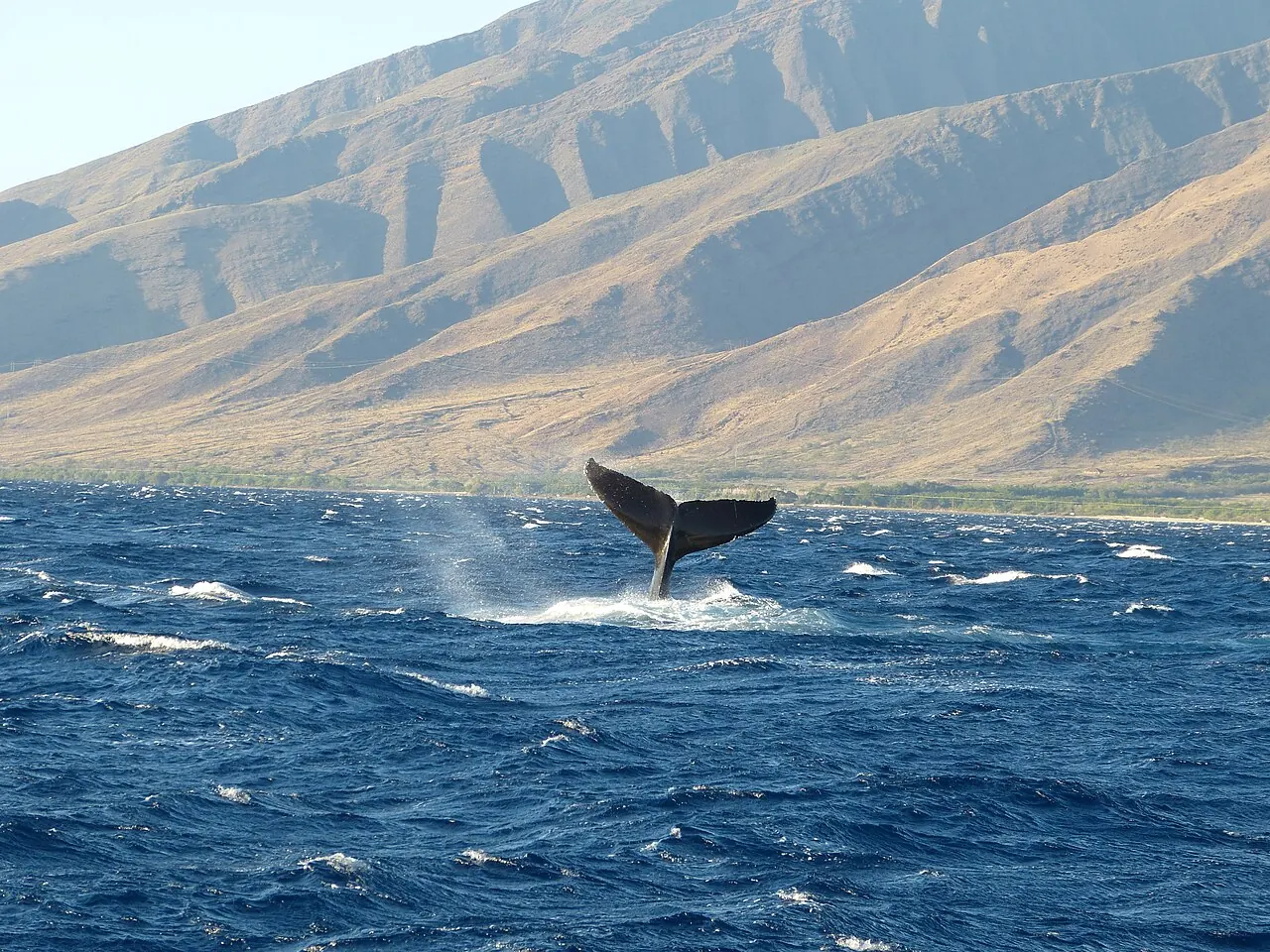 A humpback whale's tail off Maui, with Molokai behind
