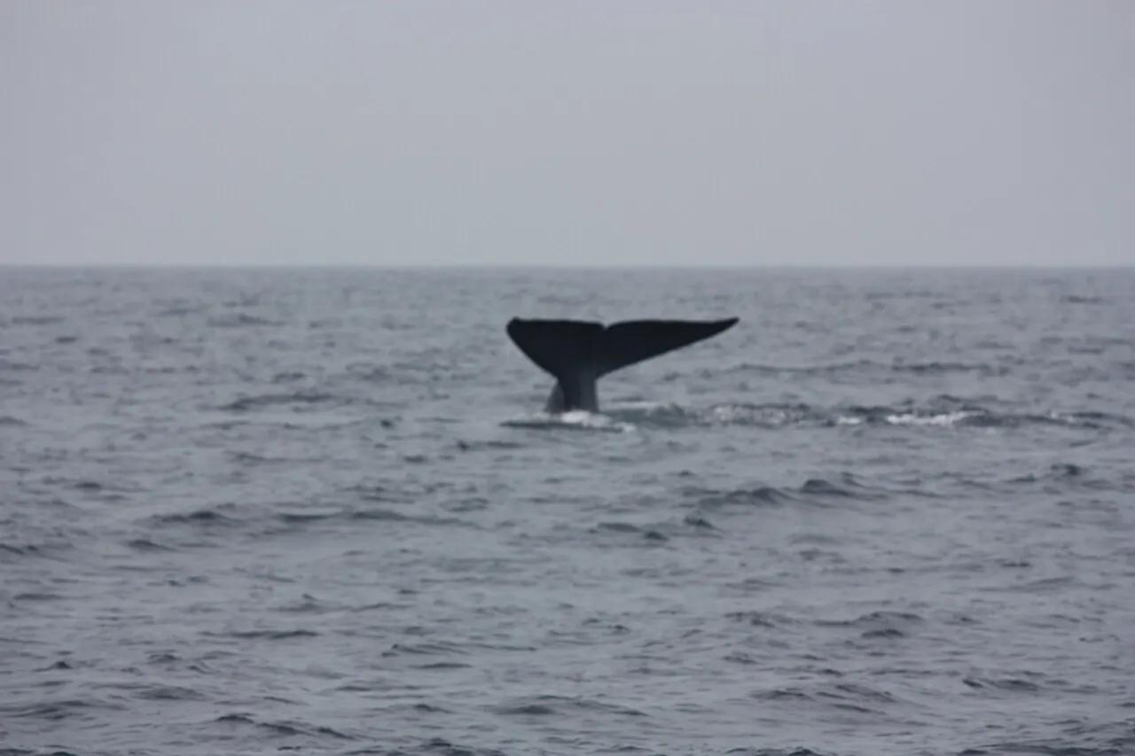 A blue whale's tail off Mirissa, Sri Lanka
