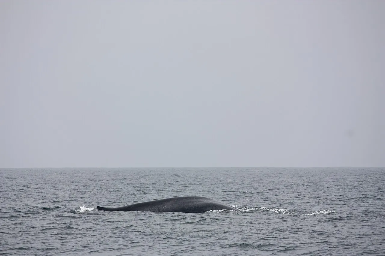 A blue whale surfacing off Mirissa