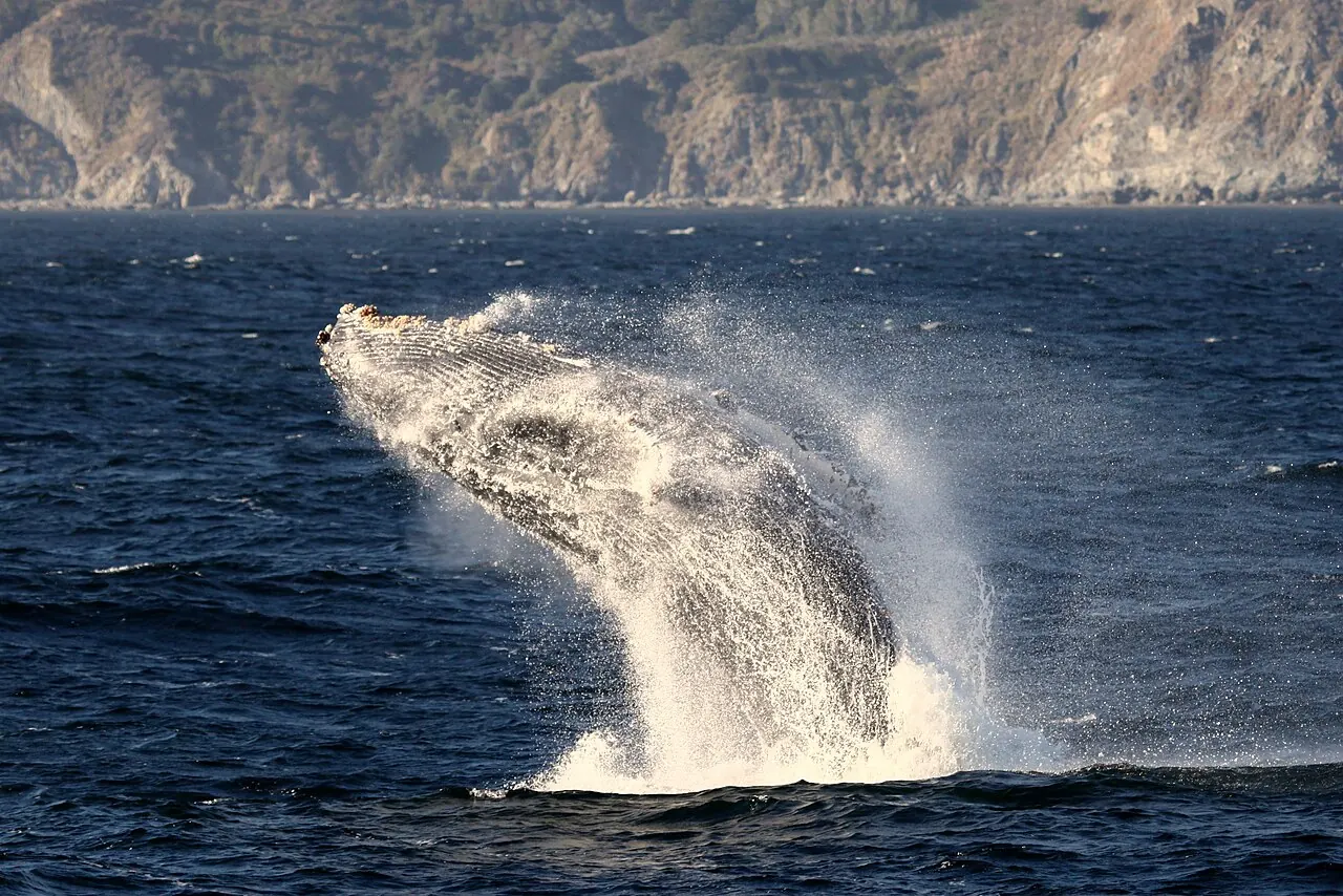 A humpback whale breaching in Monterey Bay
