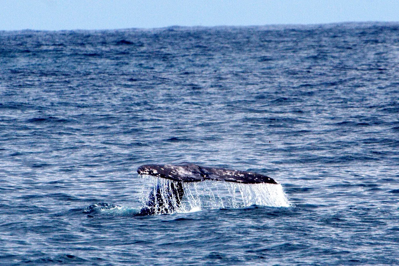 A whale's tail in Monterey Bay