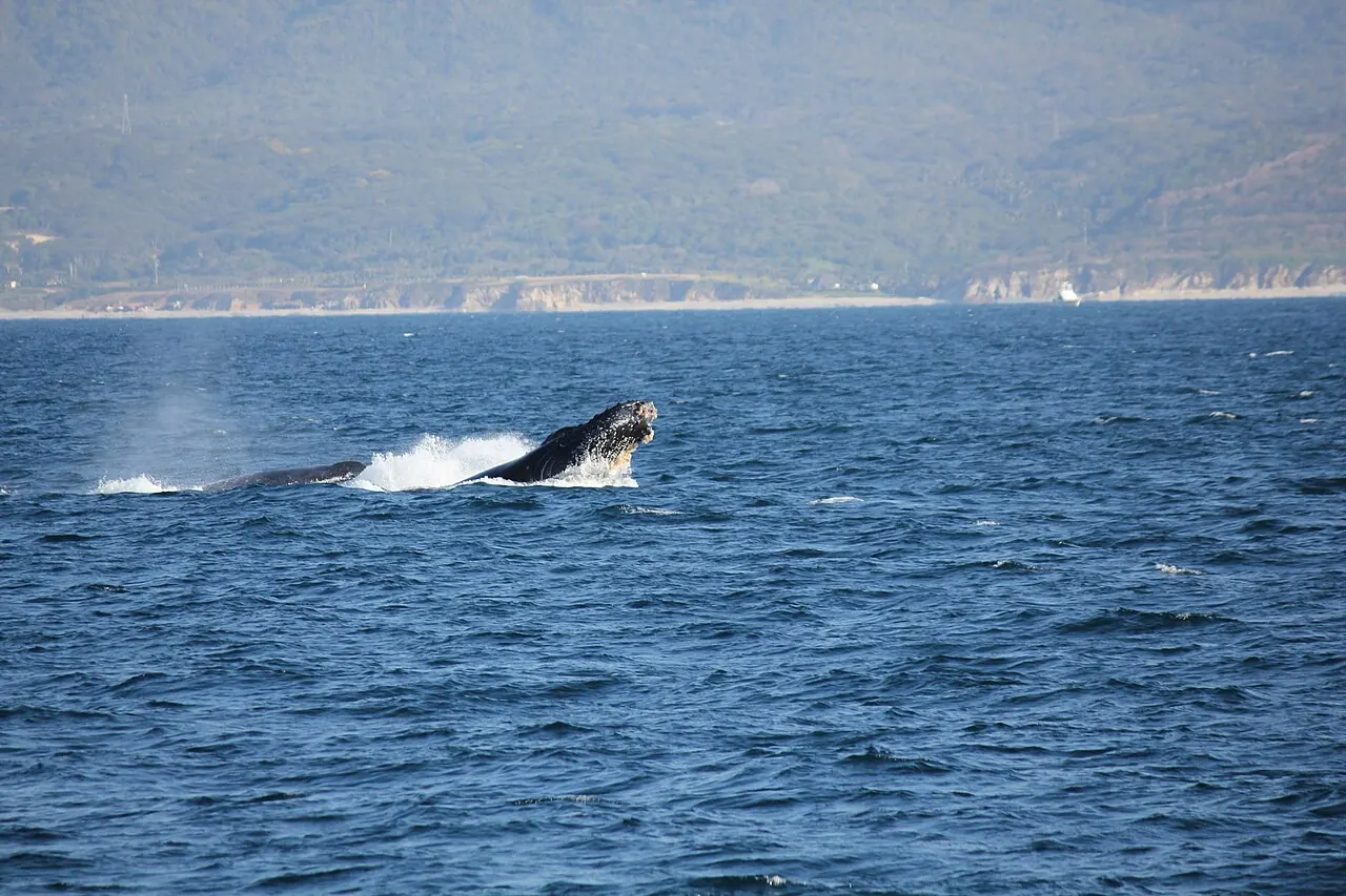 A humpback whale starting to breach in Banderas Bay off Puerto Vallarta
