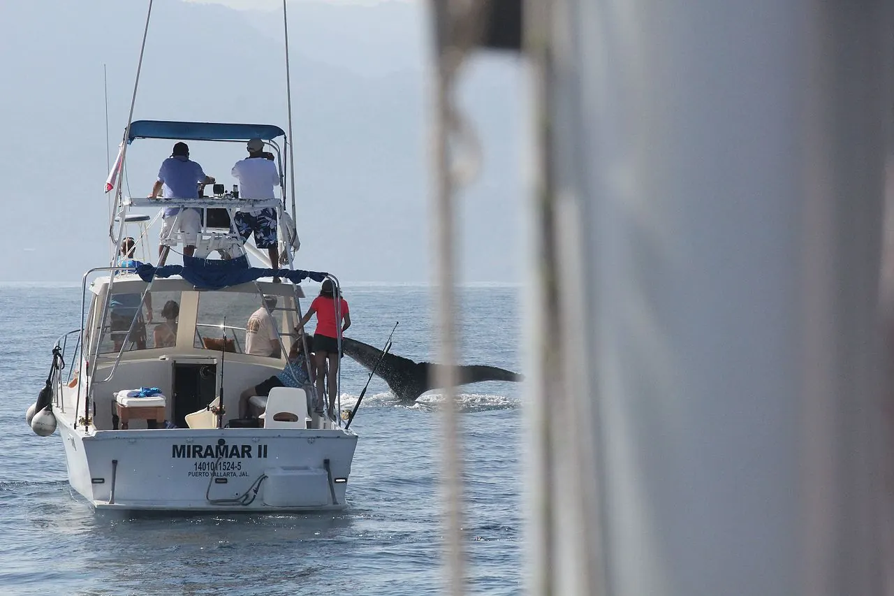 A whale watching boat beside a humpback whale off Puerto Vallarta
