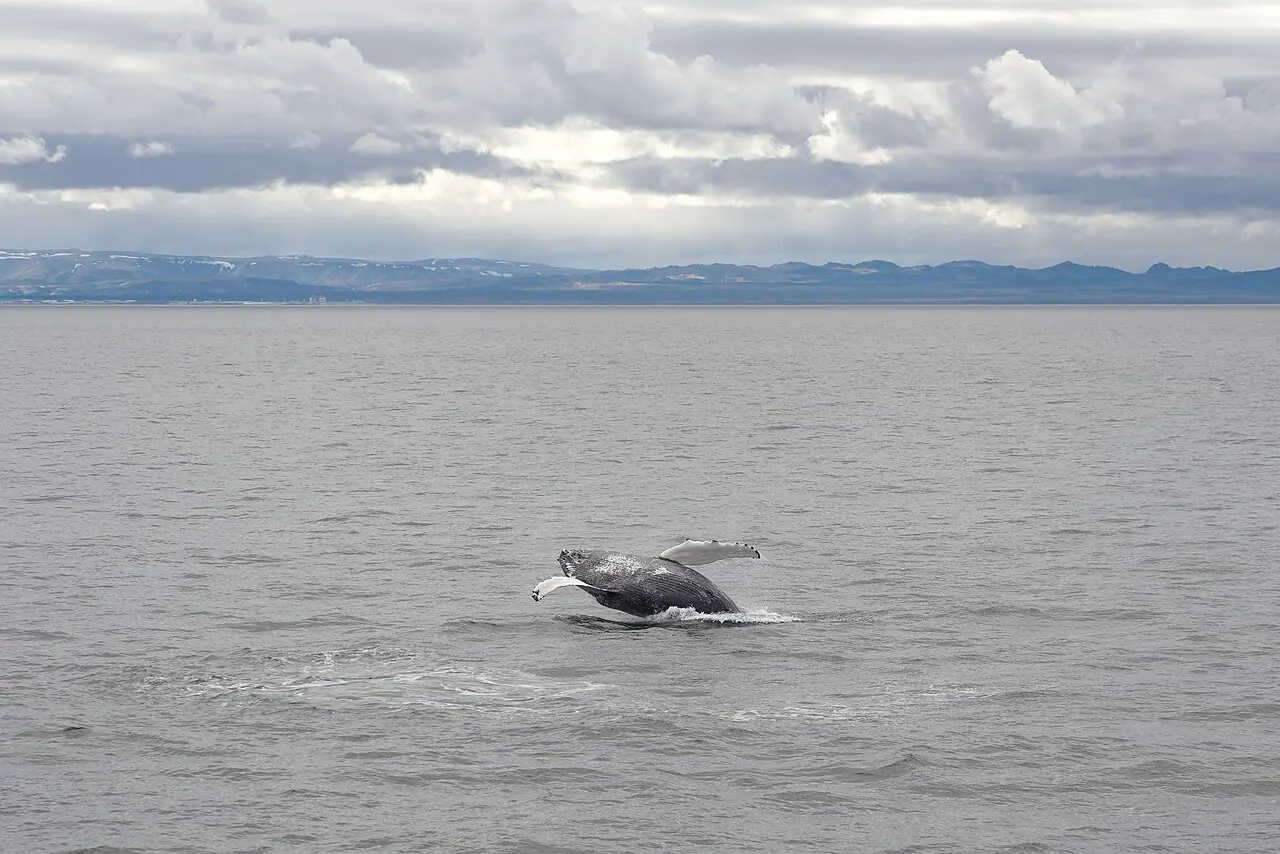 A humpback whale surfacing in Faxaflói Bay off Reykjavík