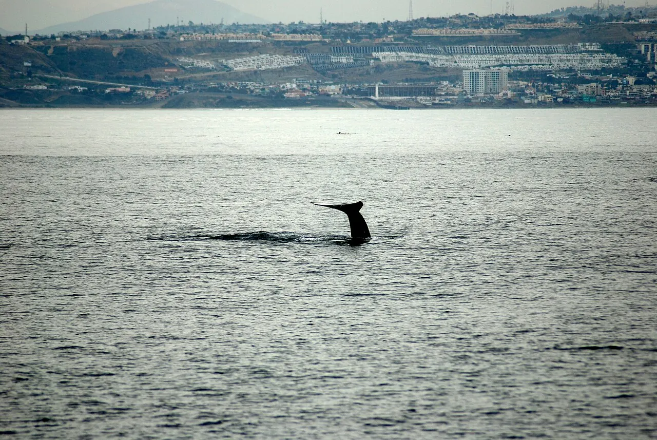 A gray whale's tail off San Diego