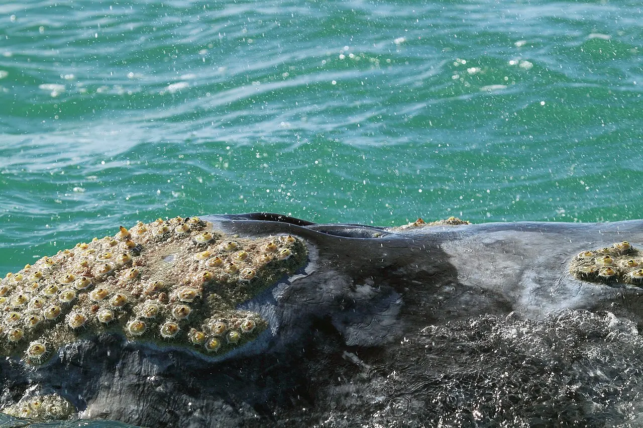 Barnacles on the head of a gray whale in a Baja California lagoon