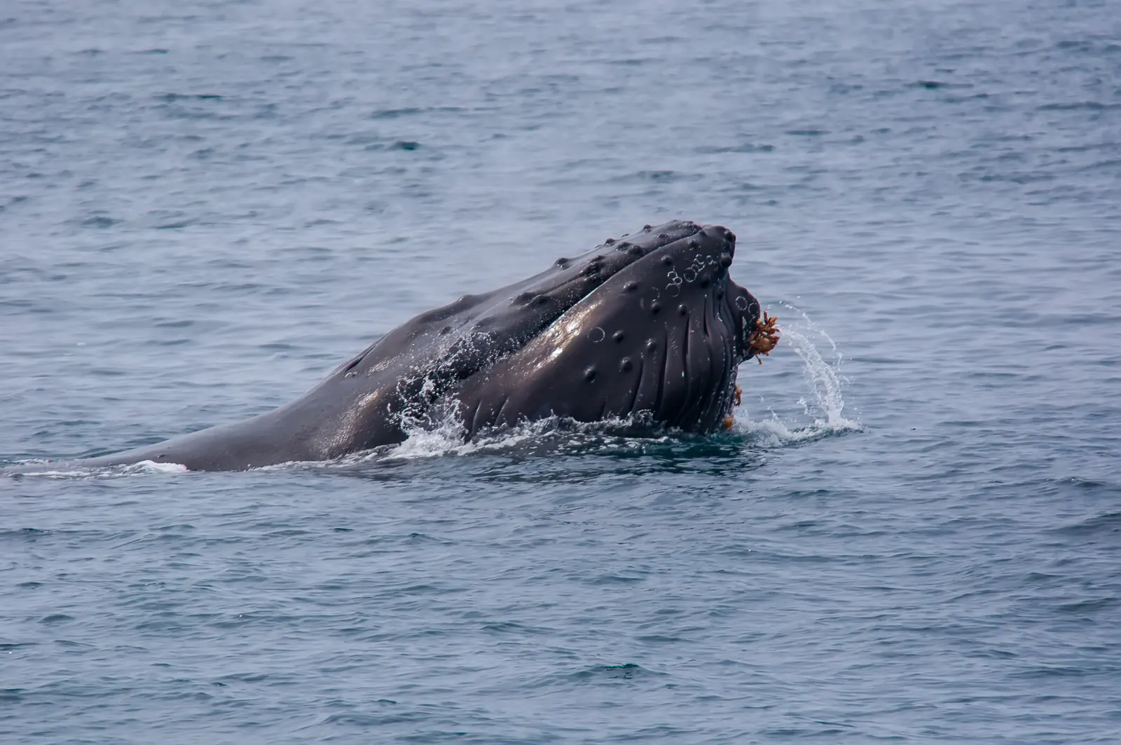A humpback whale surfacing in the Santa Barbara Channel