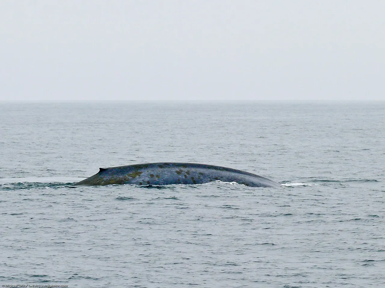 A blue whale surfacing in the Santa Barbara Channel