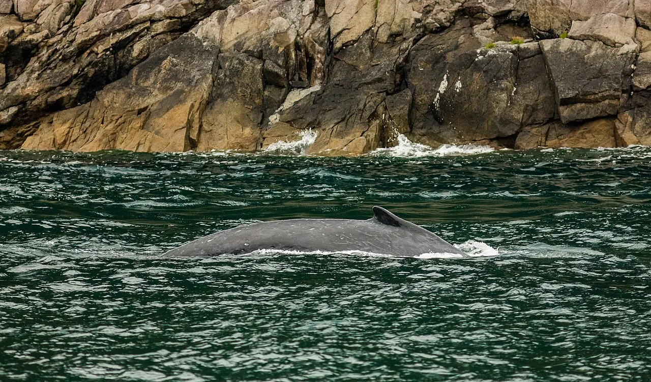 A humpback whale surfacing below the cliffs of Resurrection Bay near Seward