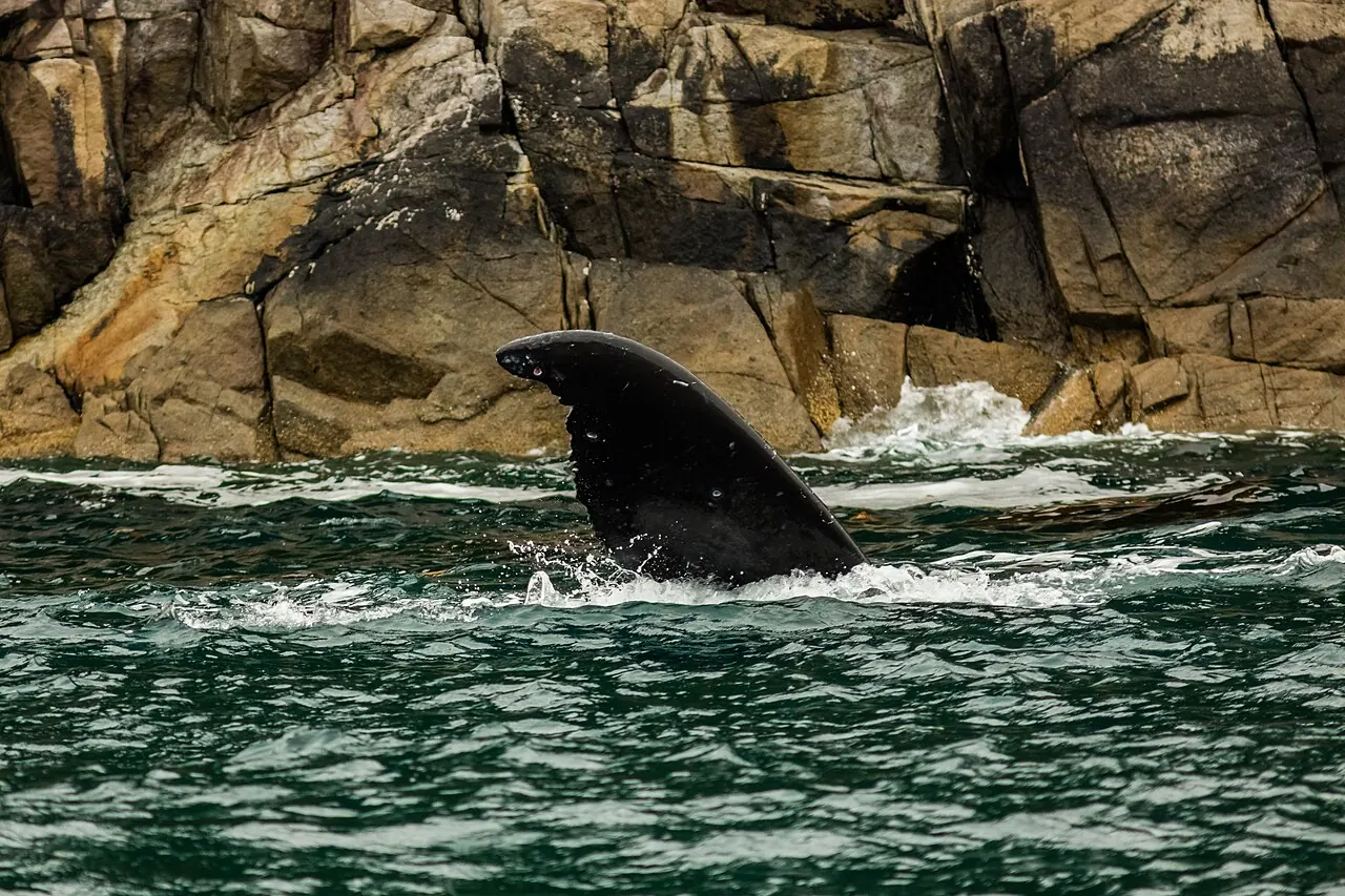 A humpback whale's tail beside the cliffs of Resurrection Bay