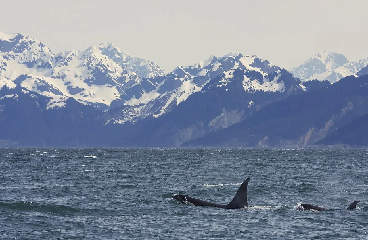 A killer whale's fin below snow-capped peaks near Seward