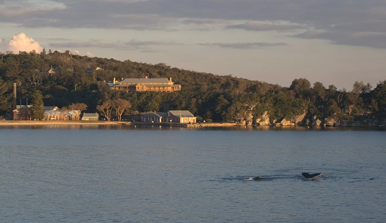 Whales off the old Quarantine Station at North Head, Sydney