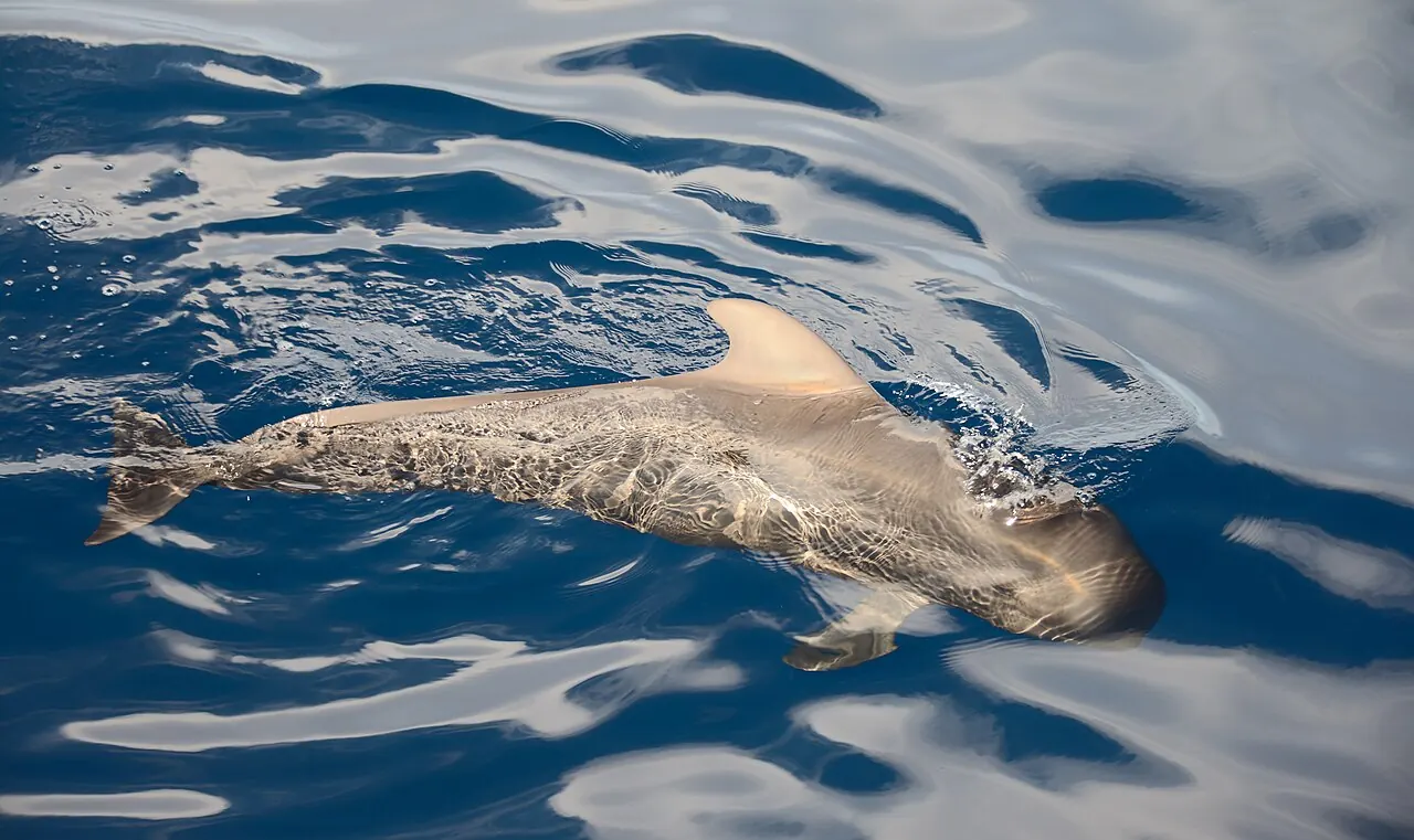 A short-finned pilot whale off Tenerife