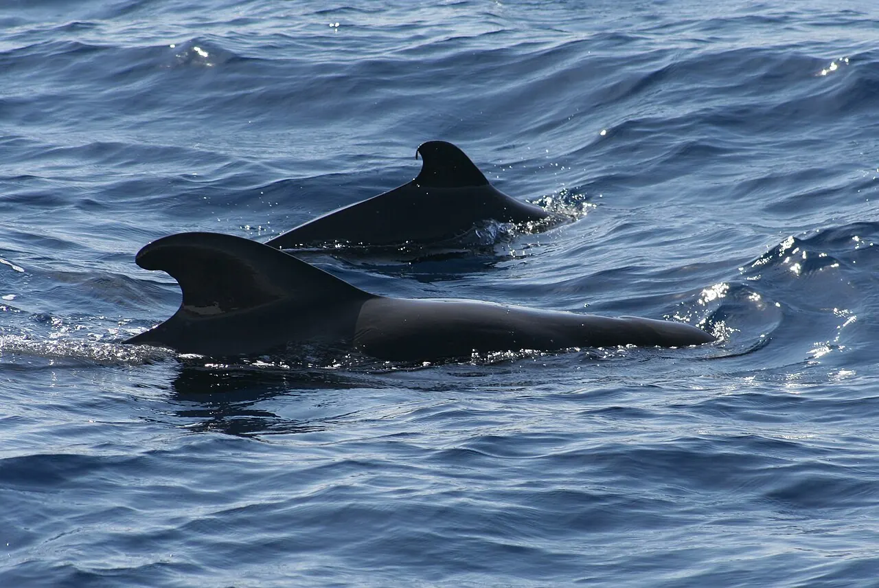 Short-finned pilot whales off Tenerife