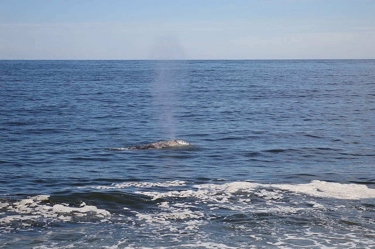 A gray whale surfacing off Nootka Island on Vancouver Island's west coast