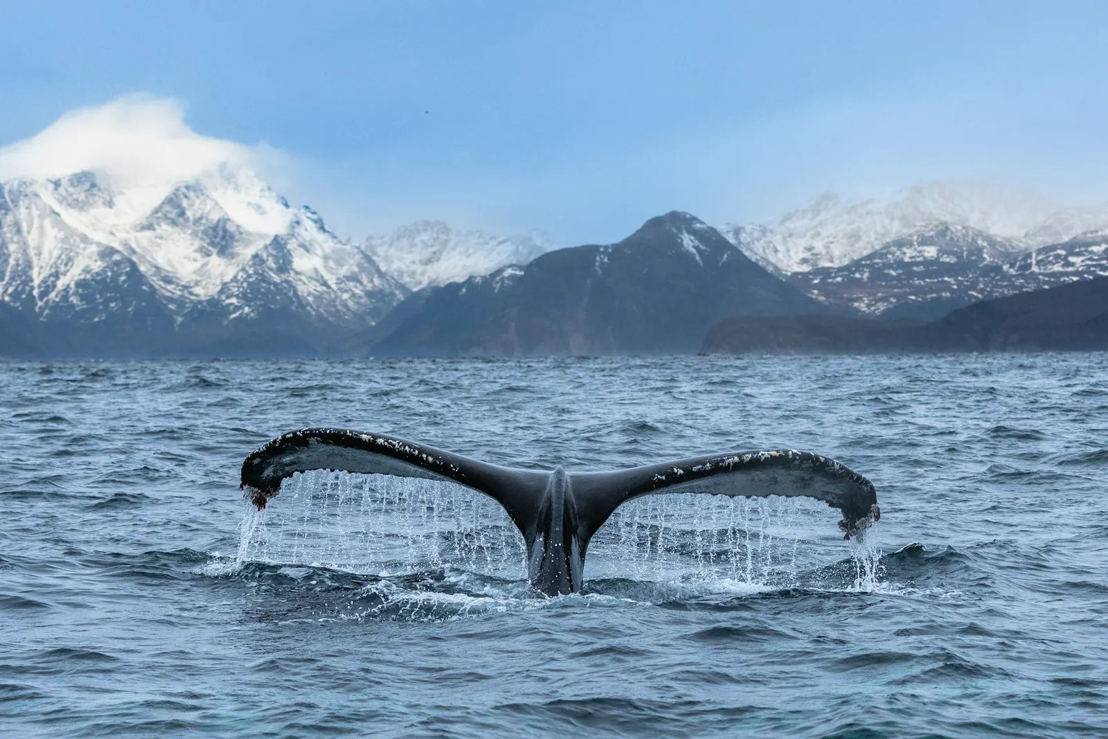 A humpback whale's tail off Skjervøy, north of Tromsø